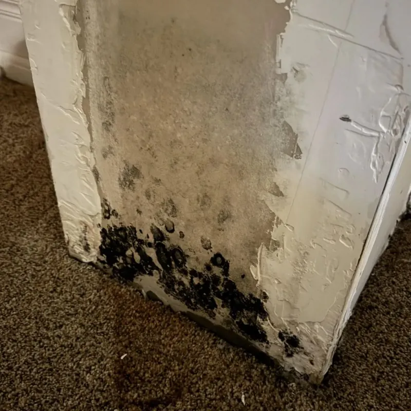 Professional Mold Removal in Arlington, MA